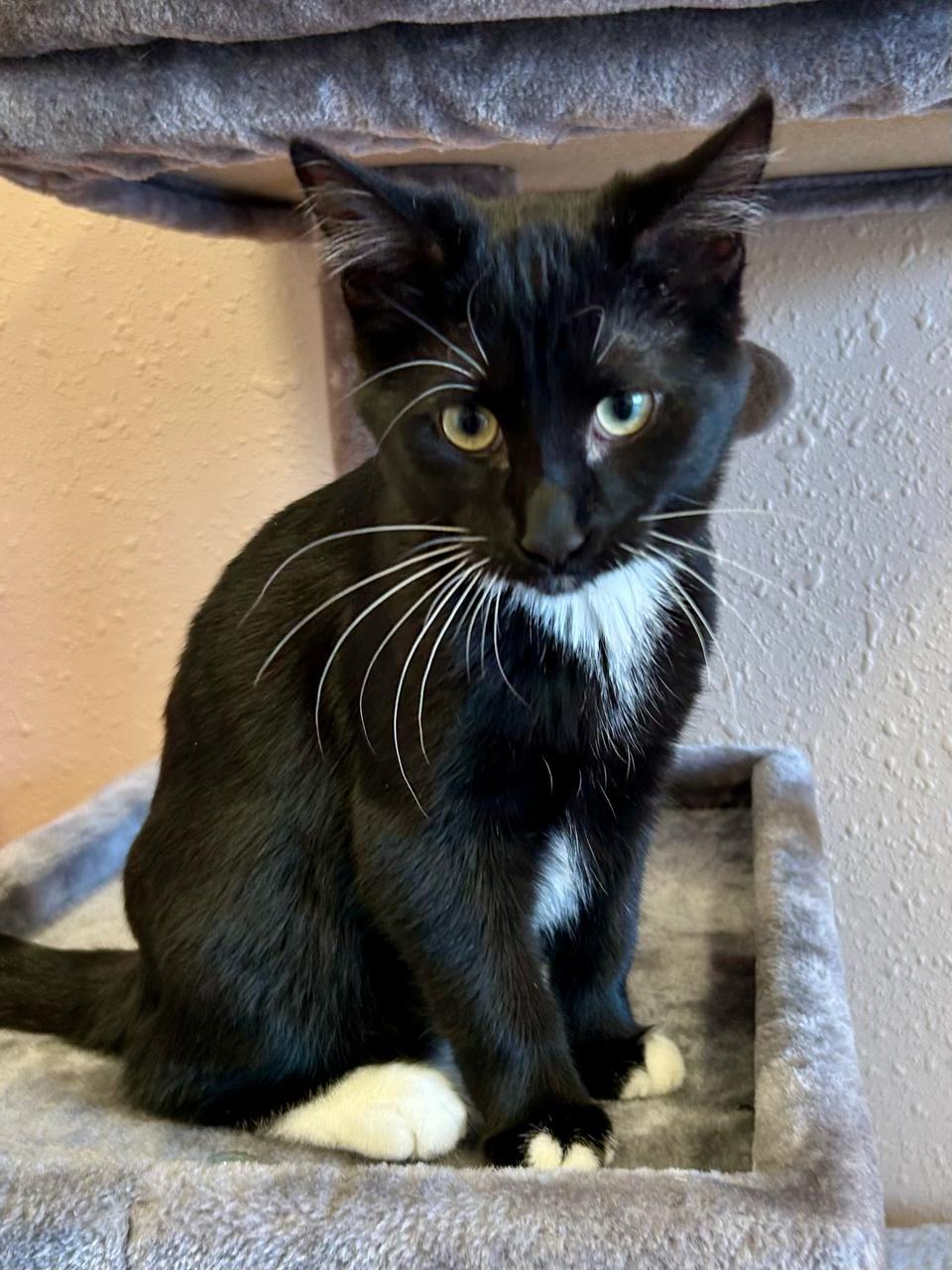 Enlarge Nettie, a Adoptable Domestic Short Hair in Decatur, IL image 1/6