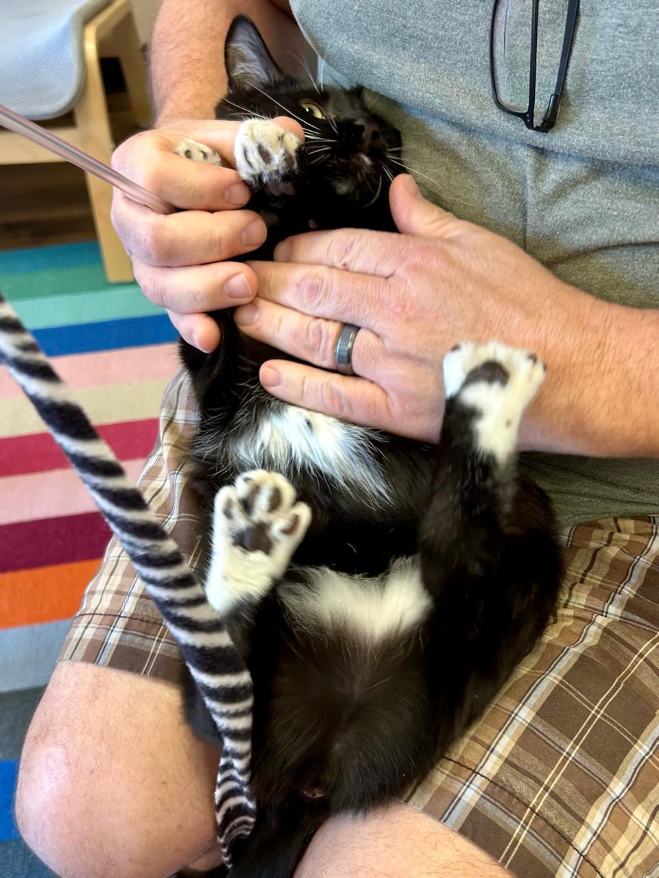 Enlarge Nettie, a Adoptable Domestic Short Hair in Decatur, IL image 3/6