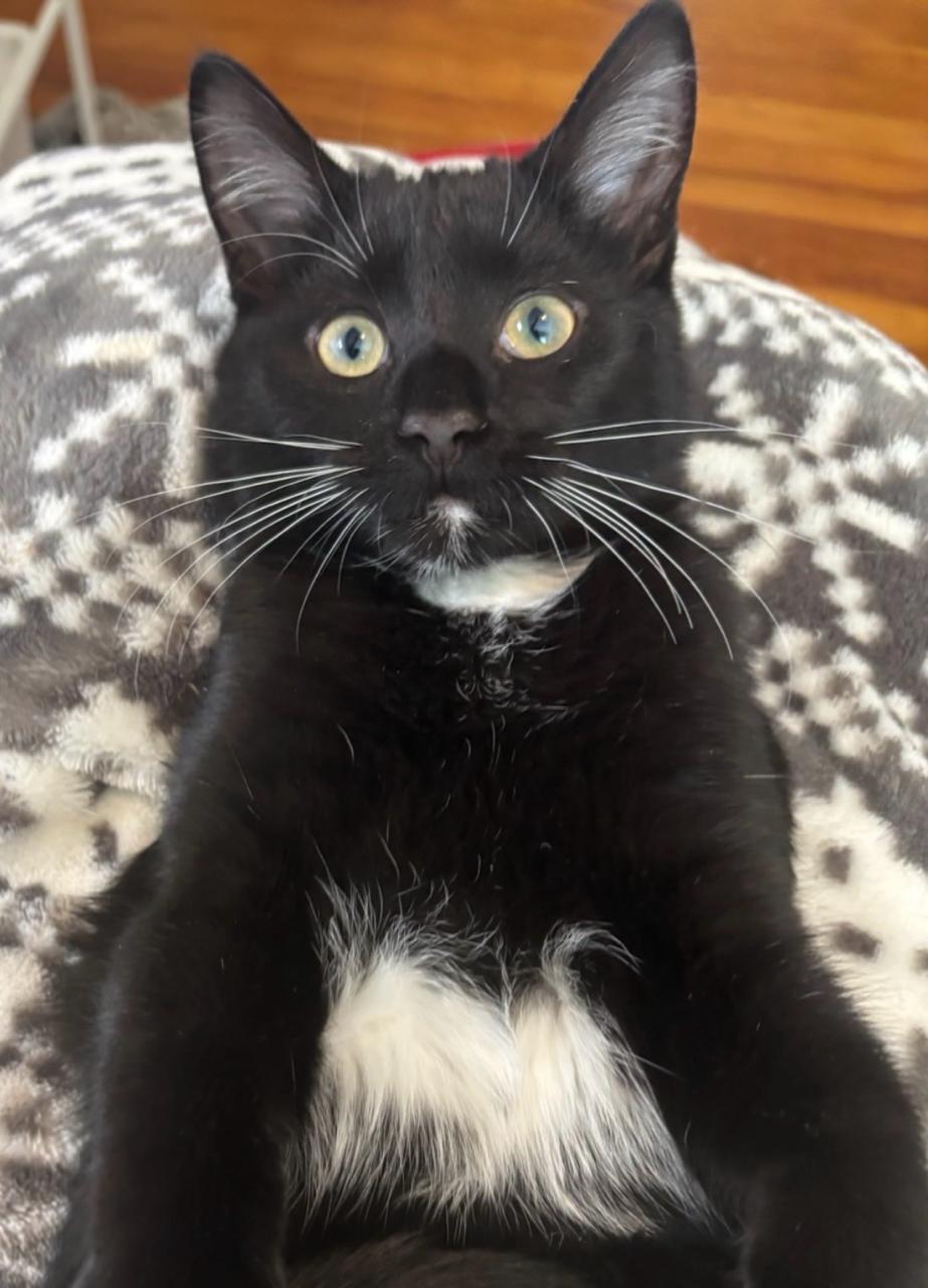 Enlarge Nettie, a Adoptable Domestic Short Hair in Decatur, IL image 2/6