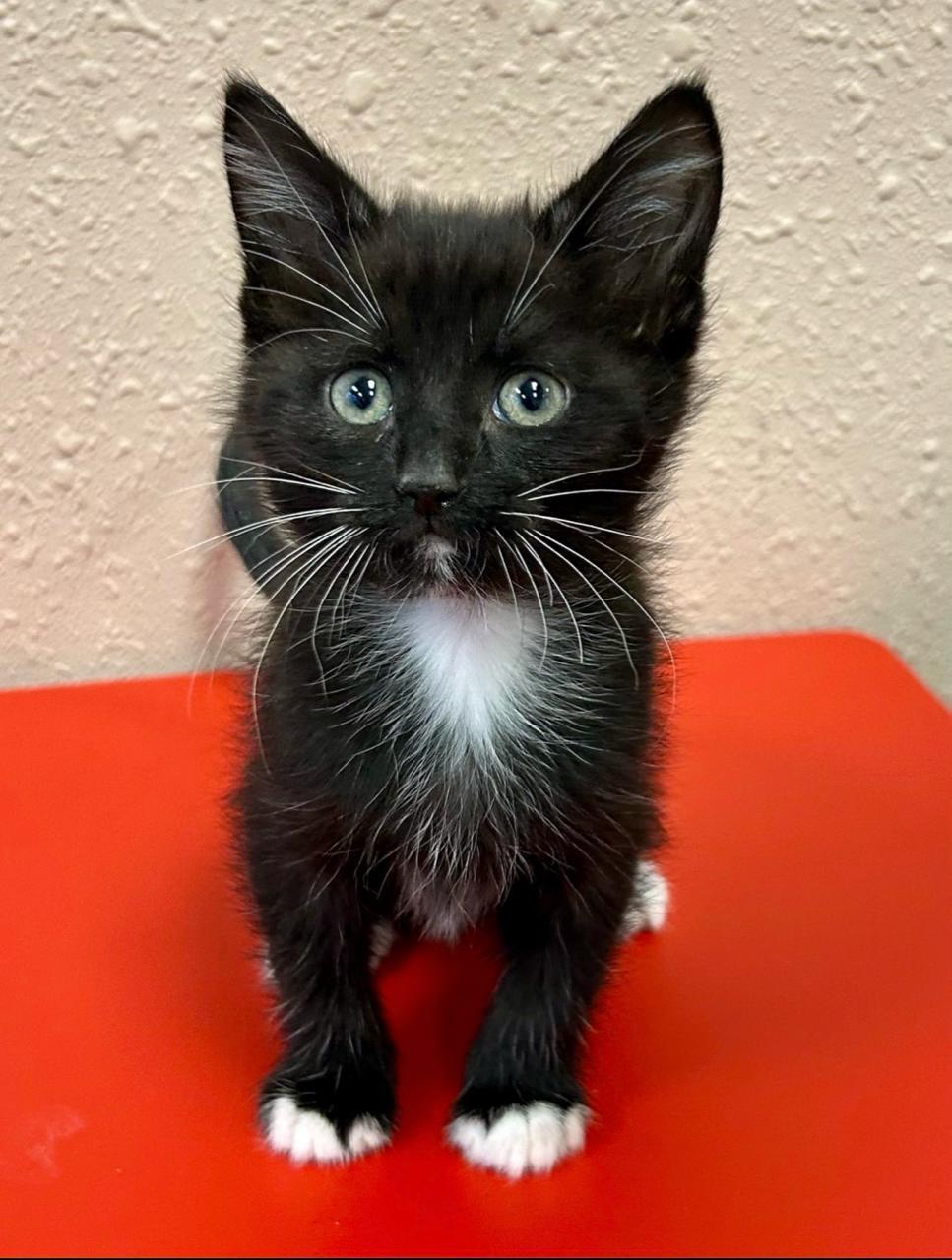 Enlarge Nettie, a Adoptable Domestic Short Hair in Decatur, IL image 3/6