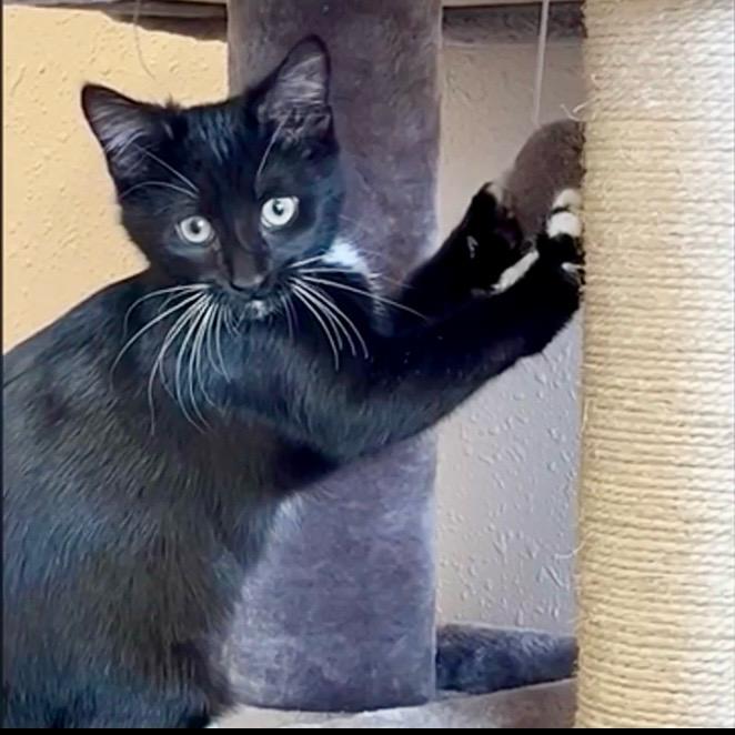 Enlarge Nettie, a Adoptable Domestic Short Hair in Decatur, IL image 5/6