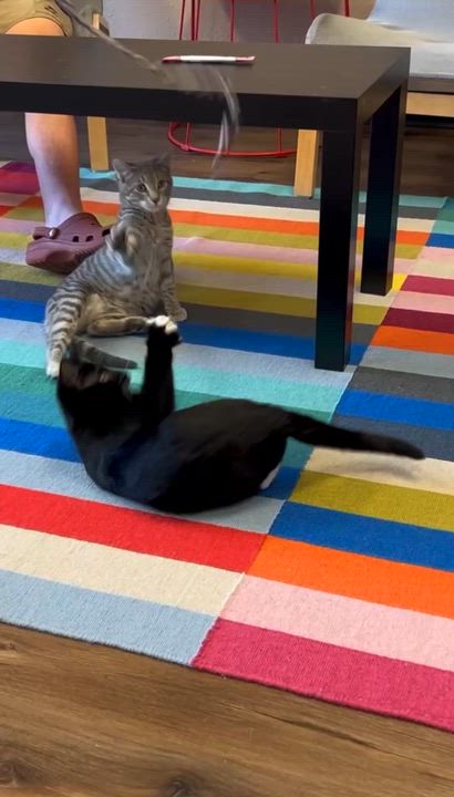 Enlarge Nettie, a Adoptable Domestic Short Hair in Decatur, IL video 6/6