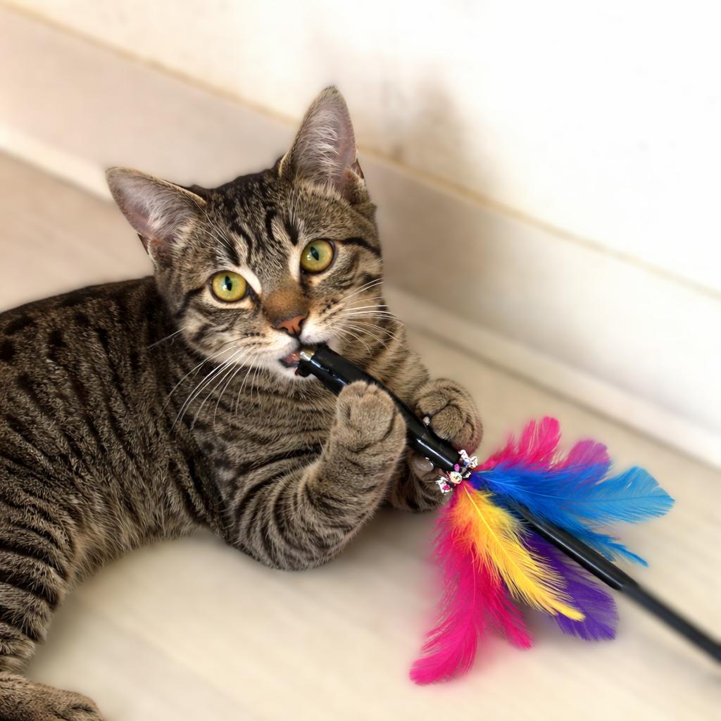 Squirt, ADOPTABLE, Kitten Female Domestic Short Hair & Tabby.