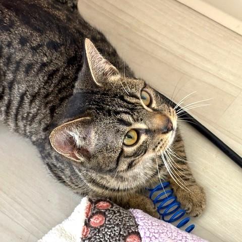 Enlarge Squirt, a ADOPTABLE mixed breed in Long Beach, WA image 4/4