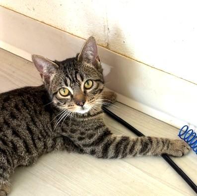 Squirt, ADOPTABLE, Kitten Female Domestic Short Hair & Tabby.