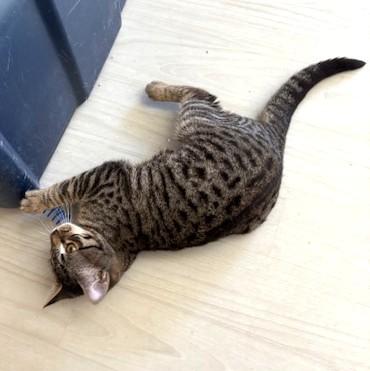 Enlarge Squirt, a ADOPTABLE mixed breed in Long Beach, WA image 3/4