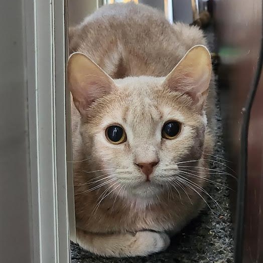 Enlarge Blitzen, a Adoptable Domestic Short Hair in Los Angeles, CA image 3/6