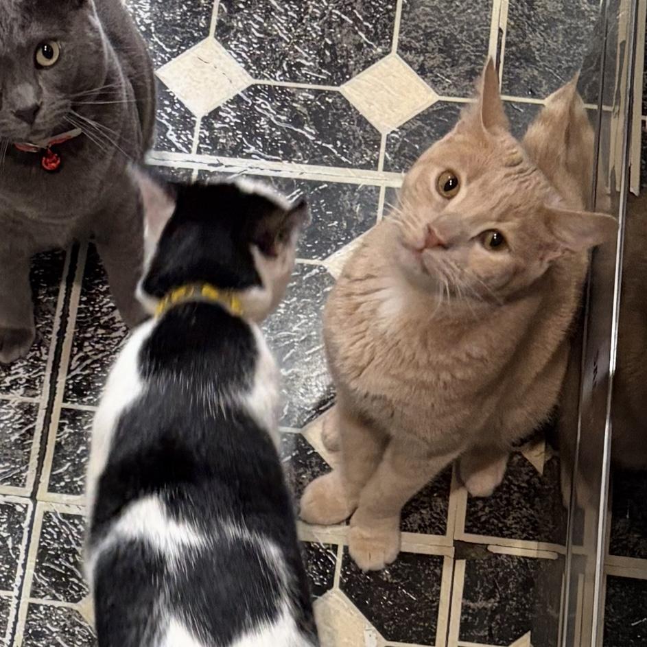 Enlarge Blitzen, a Adoptable Domestic Short Hair in Los Angeles, CA image 6/6