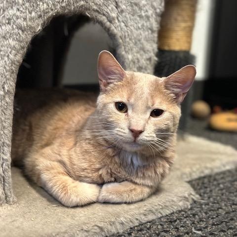 Enlarge Blitzen, a Adoptable Domestic Short Hair in Los Angeles, CA image 6/6