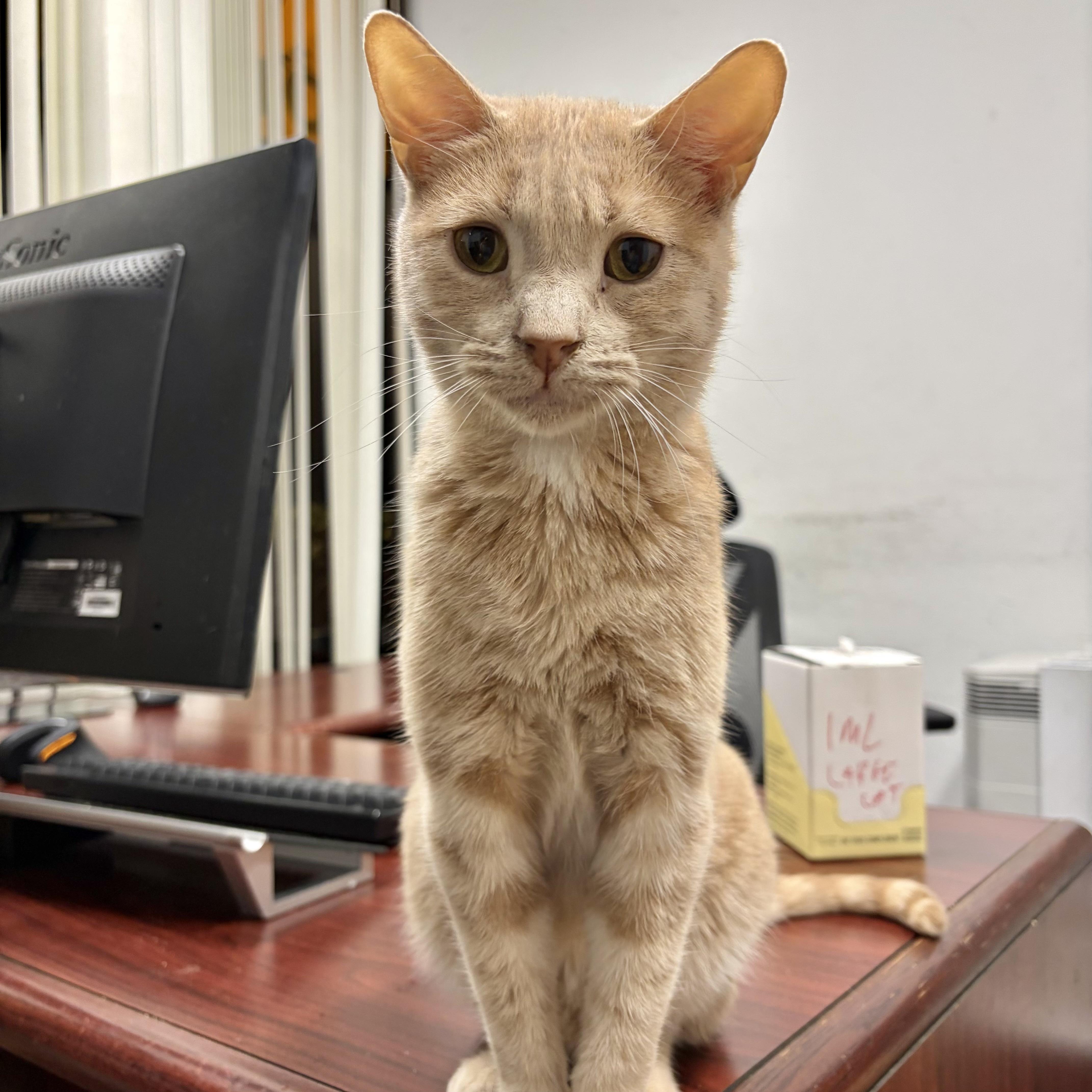 Blitzen, Adoptable, Adult Male Domestic Short Hair.