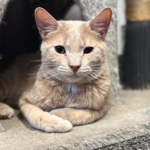 Enlarge Blitzen, a Adoptable Domestic Short Hair in Los Angeles, CA image 4/6