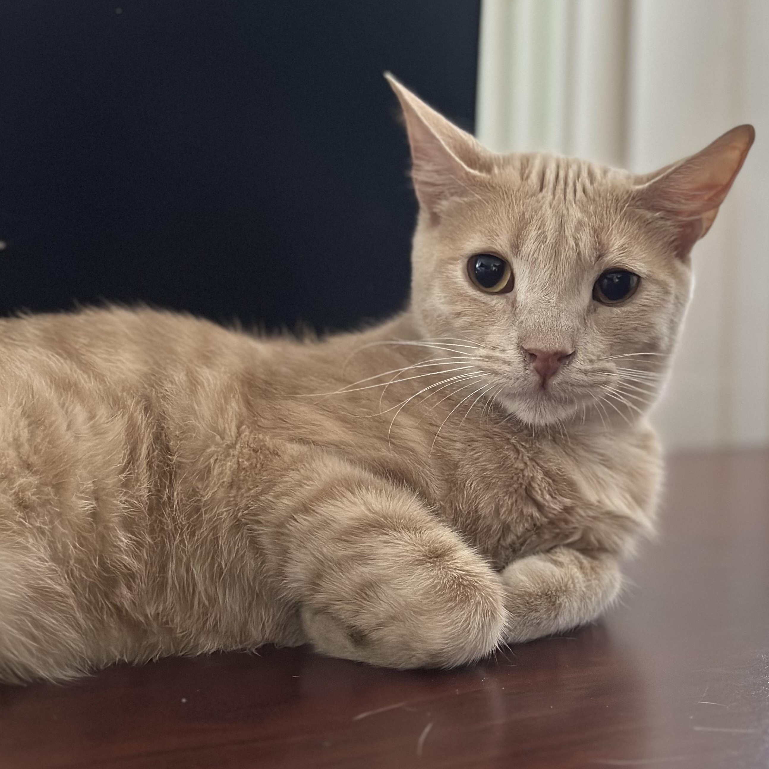 Enlarge Blitzen, a Adoptable Domestic Short Hair in Los Angeles, CA image 2/6