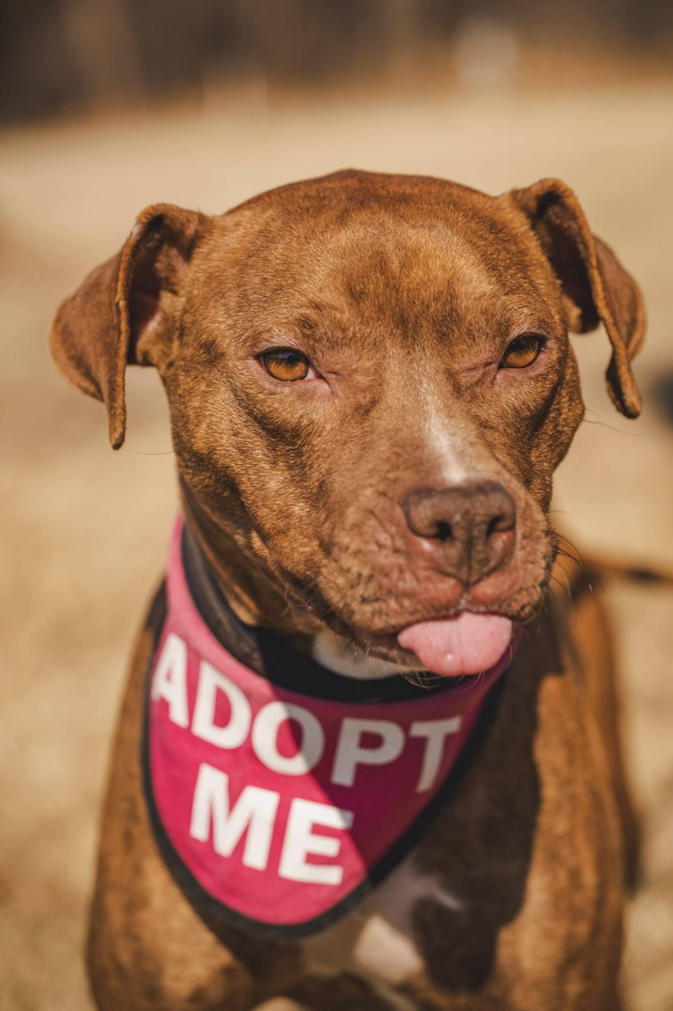 Enlarge Nyla, a ADOPTABLE American Bully in Amherst, VA image 2/6