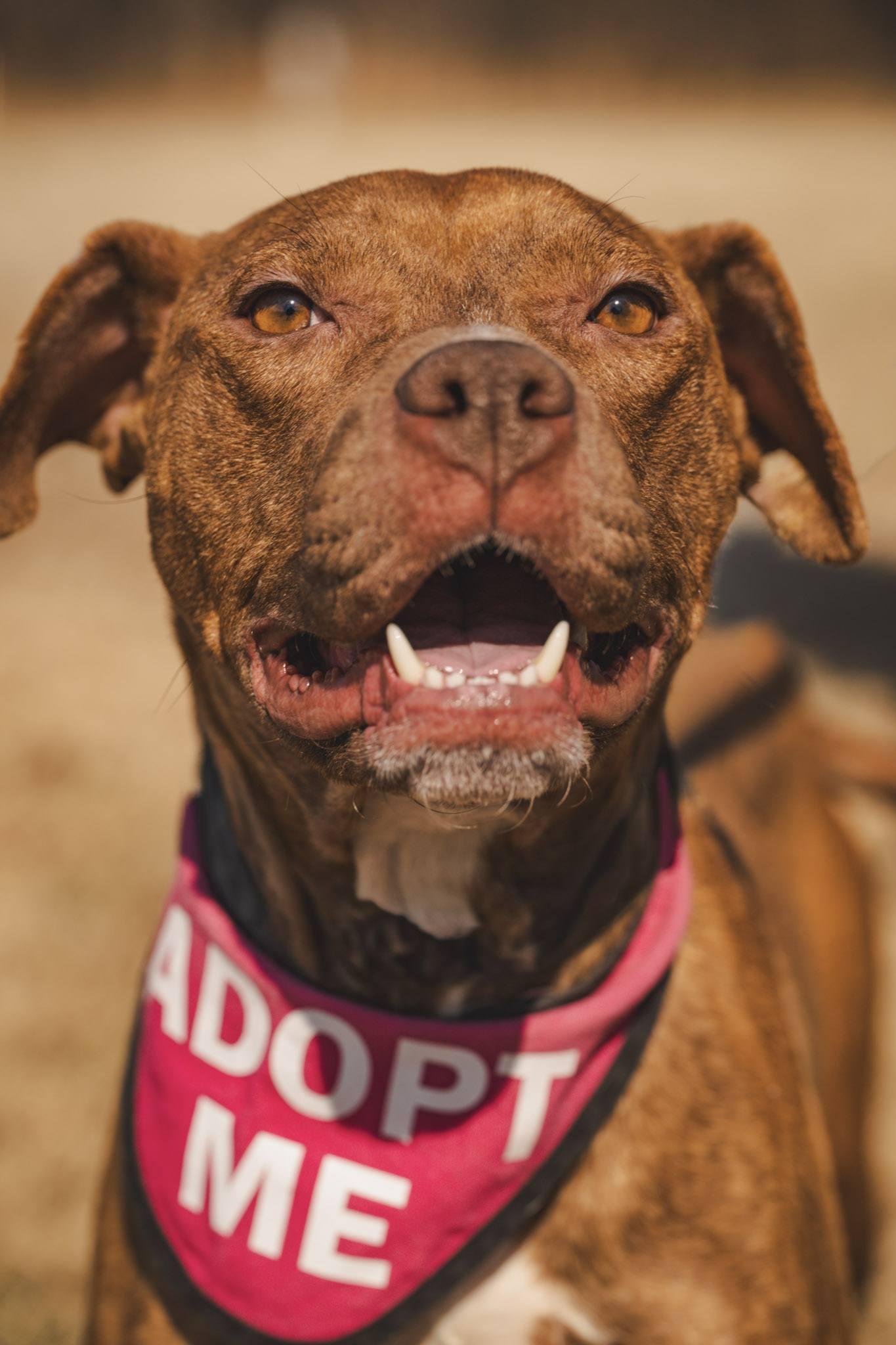 Nyla, ADOPTABLE, Adult Female American Bully.