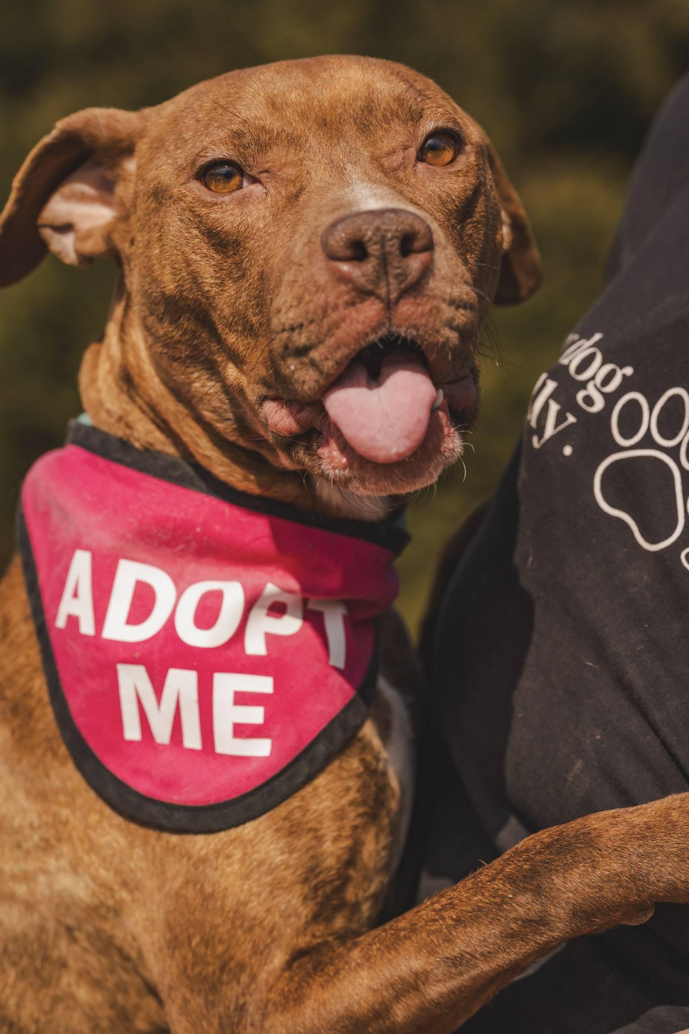 Enlarge Nyla, a ADOPTABLE American Bully in Amherst, VA image 5/6