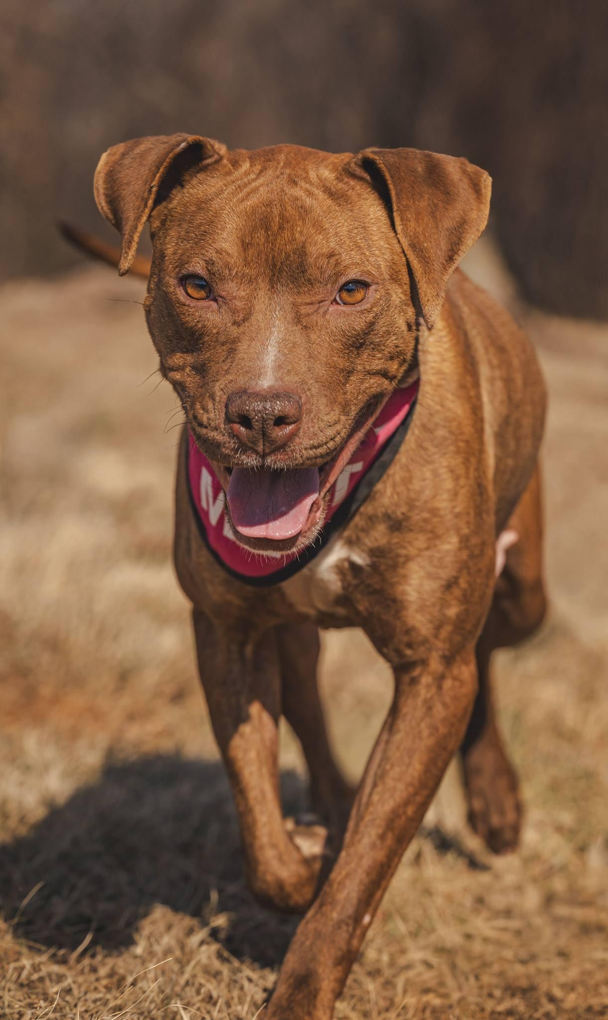Enlarge Nyla, a ADOPTABLE American Bully in Amherst, VA image 6/6