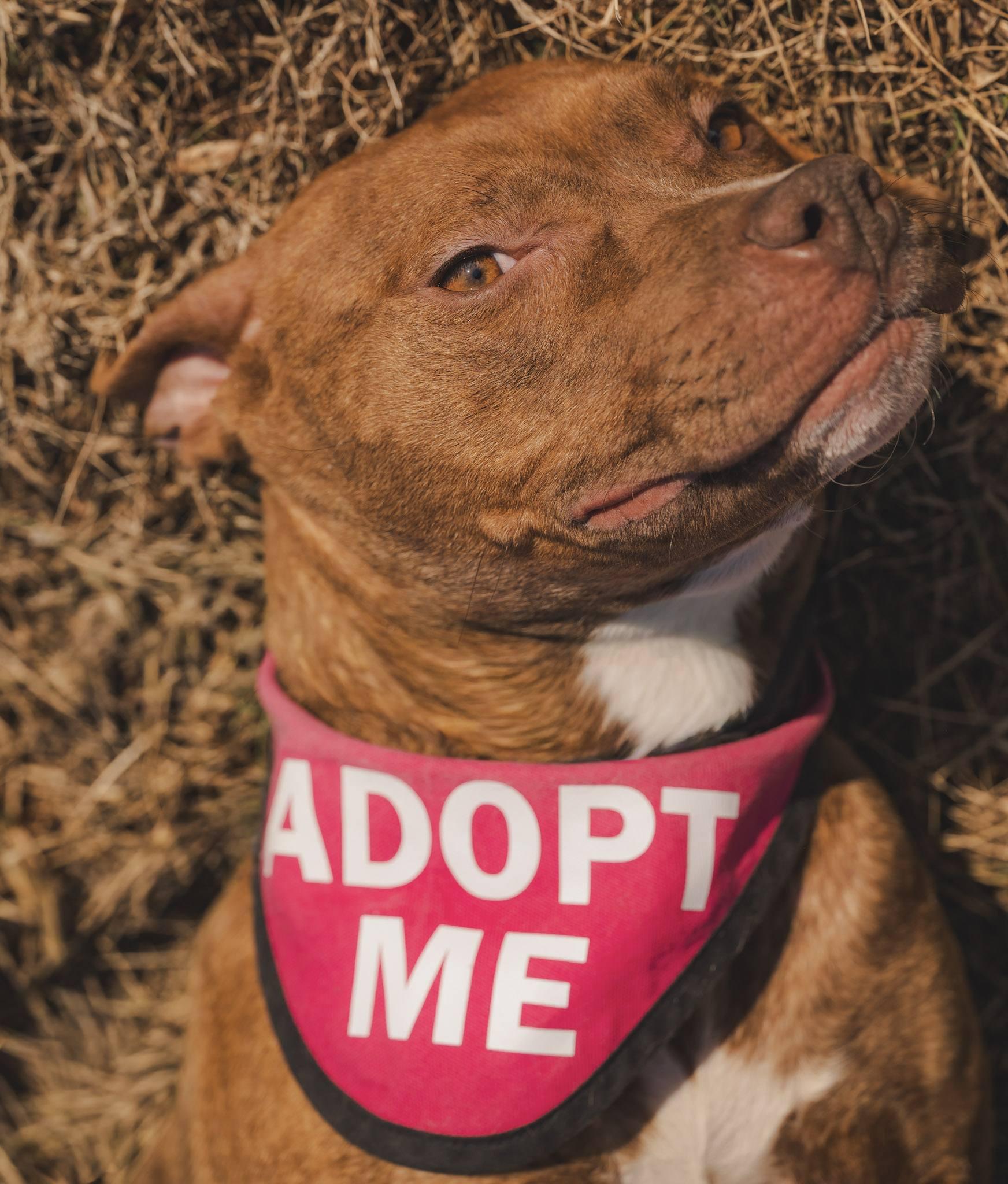 Enlarge Nyla, a ADOPTABLE American Bully in Amherst, VA image 3/6