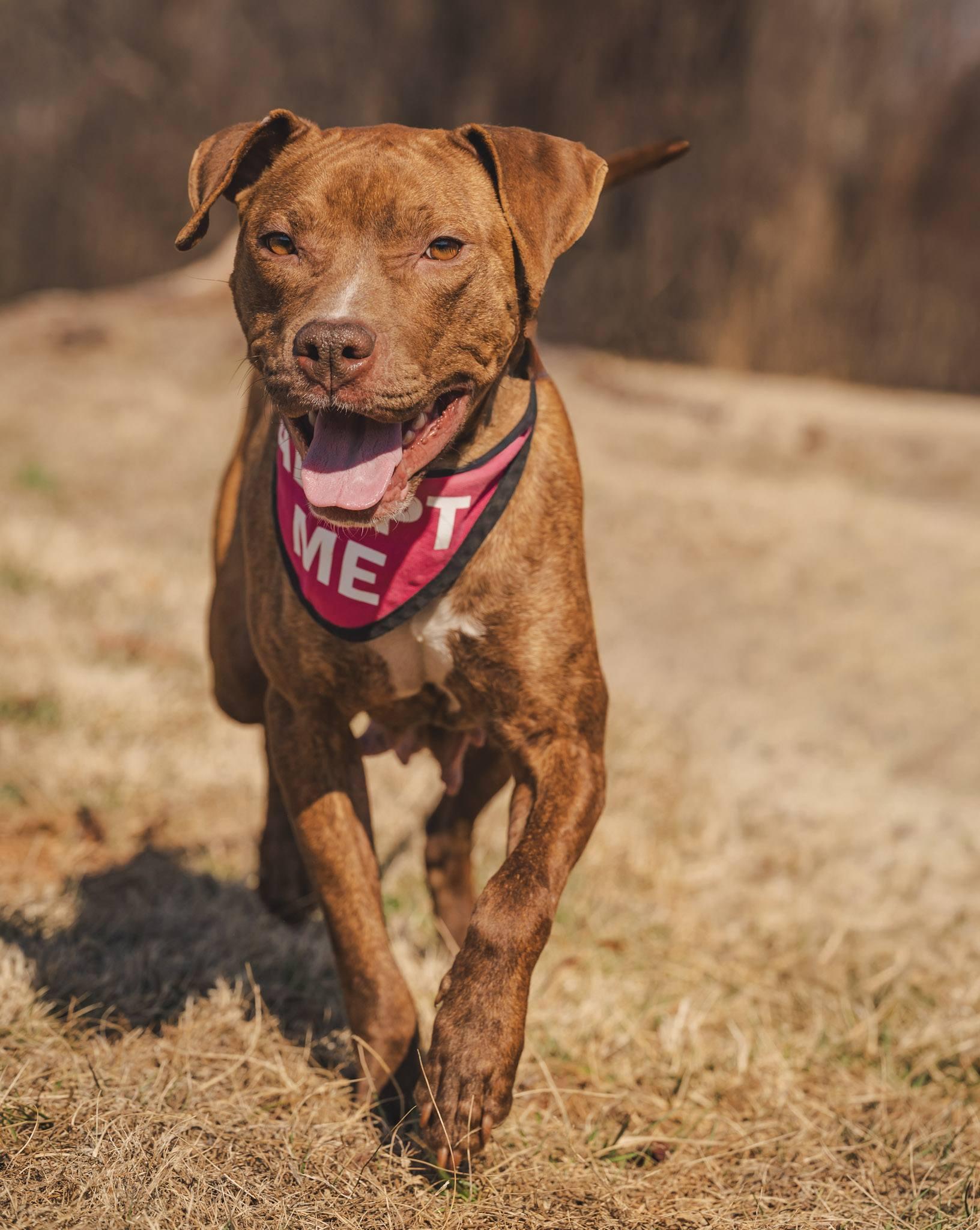 Nyla, ADOPTABLE, Adult Female American Bully.
