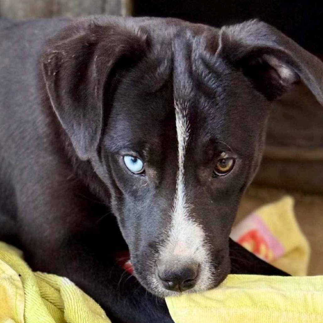 Harper Lea Tucker, Adoptable, Young Female Catahoula Leopard Dog & Mixed Breed.