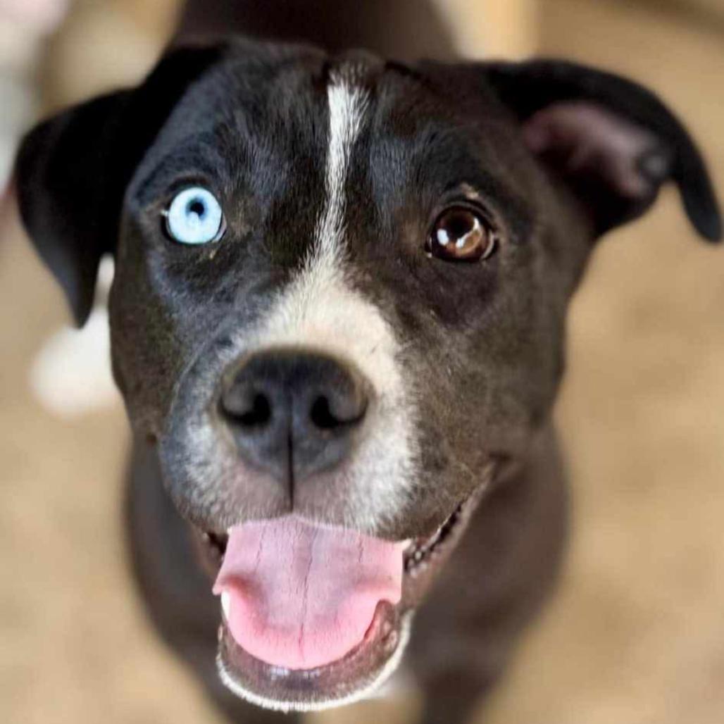 Harper Lea Tucker, a Adoptable mixed breed in Wadena, MN image 3/6