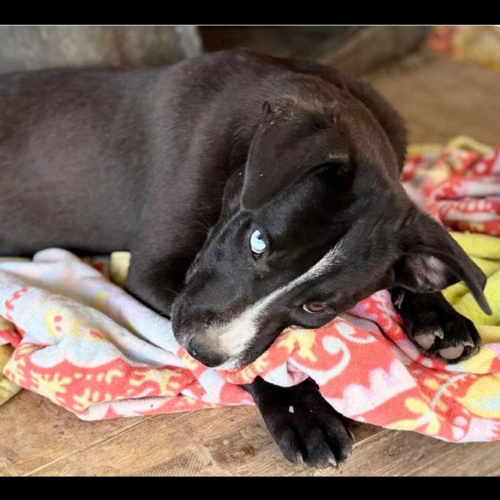 Harper Lea Tucker, a Adoptable mixed breed in Wadena, MN image 4/6