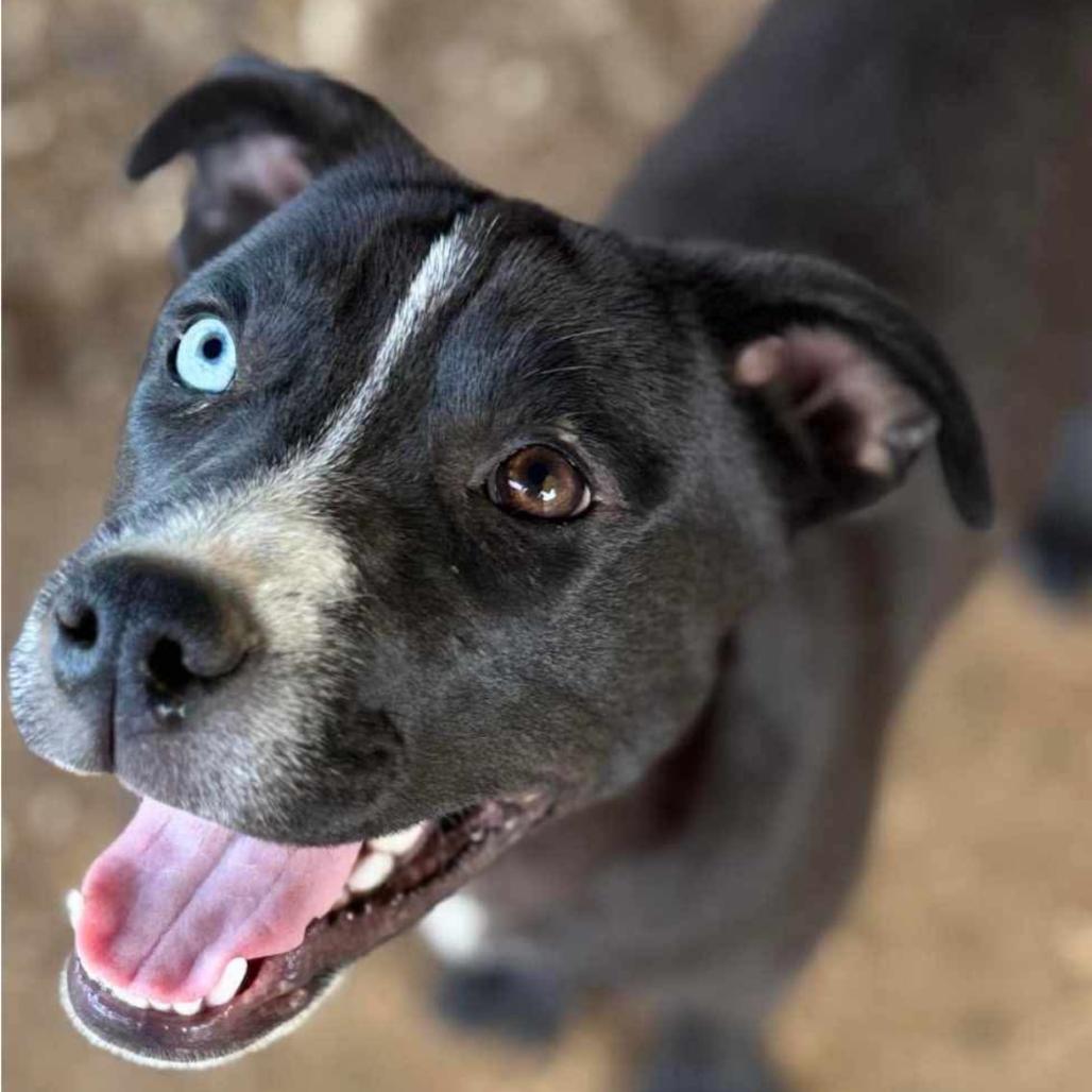 Harper Lea Tucker, a Adoptable mixed breed in Wadena, MN image 5/6