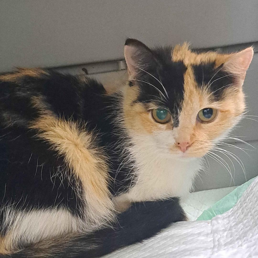 Enlarge Callie, a Adoptable Domestic Short Hair in Kenosha, WI image 3/3