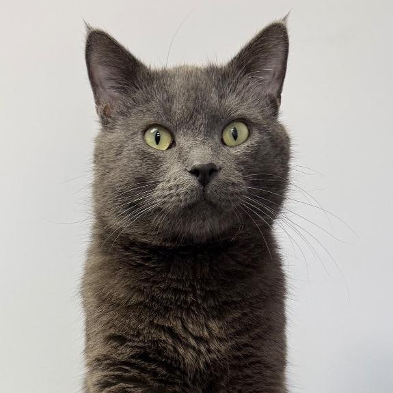 Enlarge Smoked Gouda, a Adoptable Domestic Short Hair in Archbold , OH image 1/1