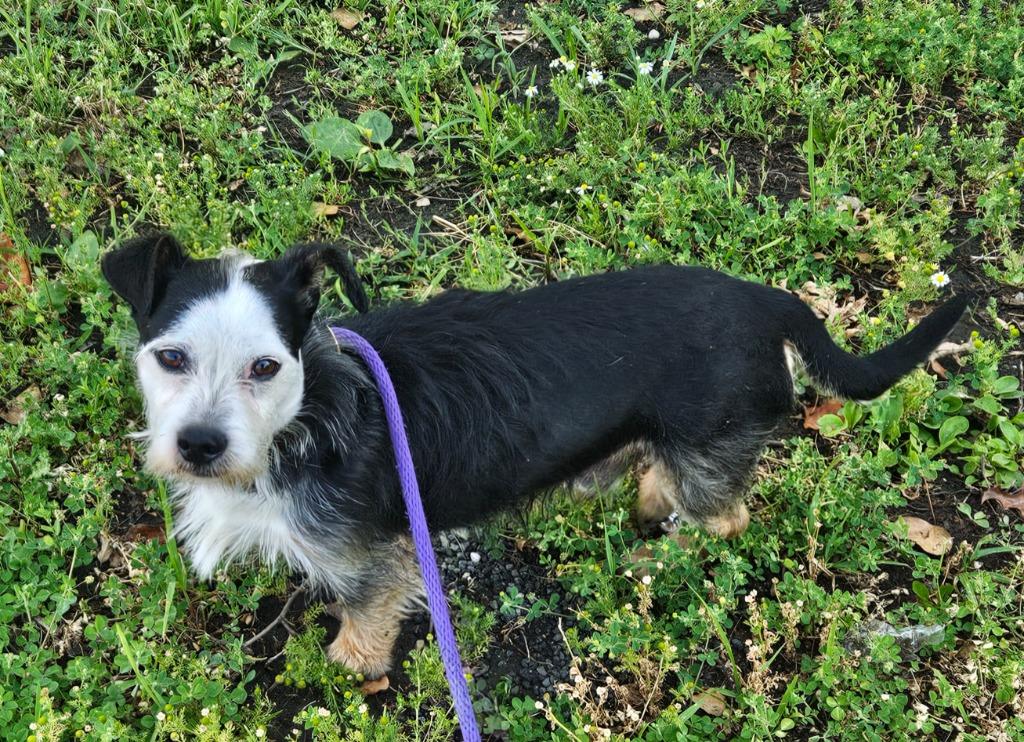 Marc, Adoptable, Young Male Jack Russell Terrier & Dachshund.