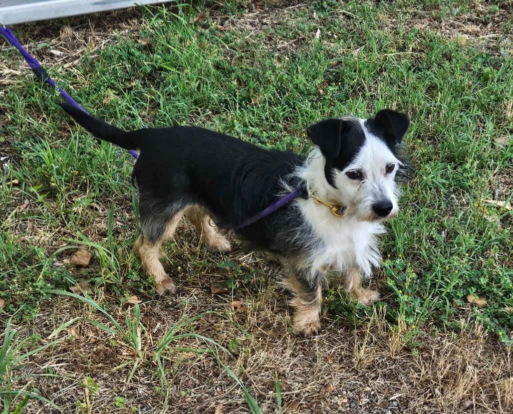 Enlarge Marc, a Adoptable mixed breed in Vineland, NJ image 2/3