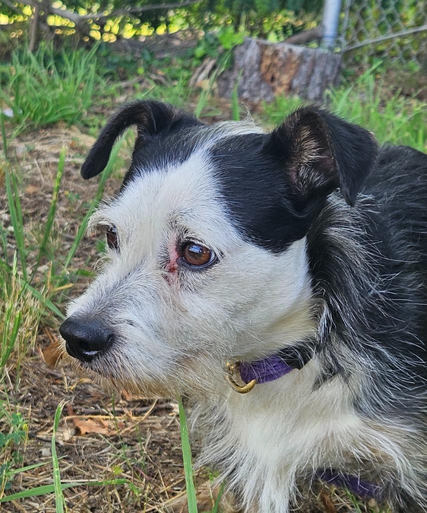 Enlarge Marc, a Adoptable mixed breed in Vineland, NJ image 3/3