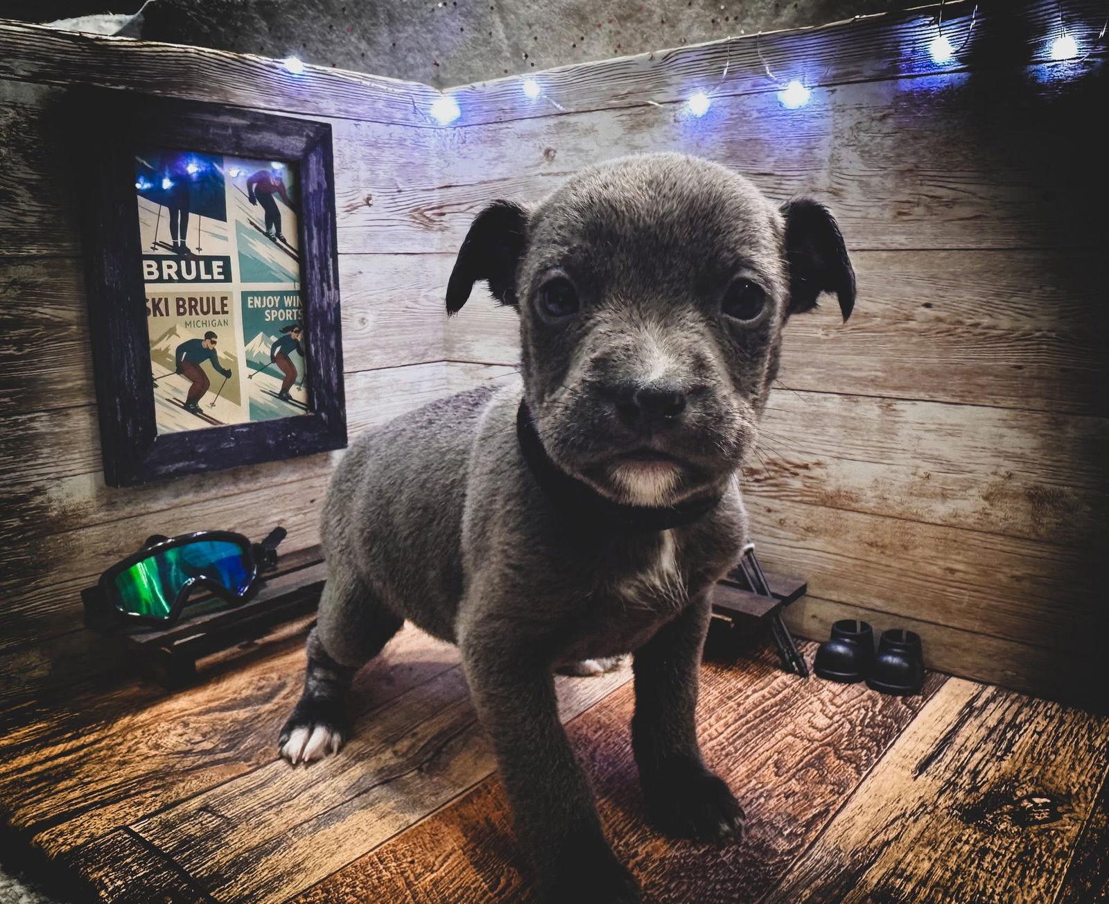 Brule, Adoptable, Puppy Male Terrier.