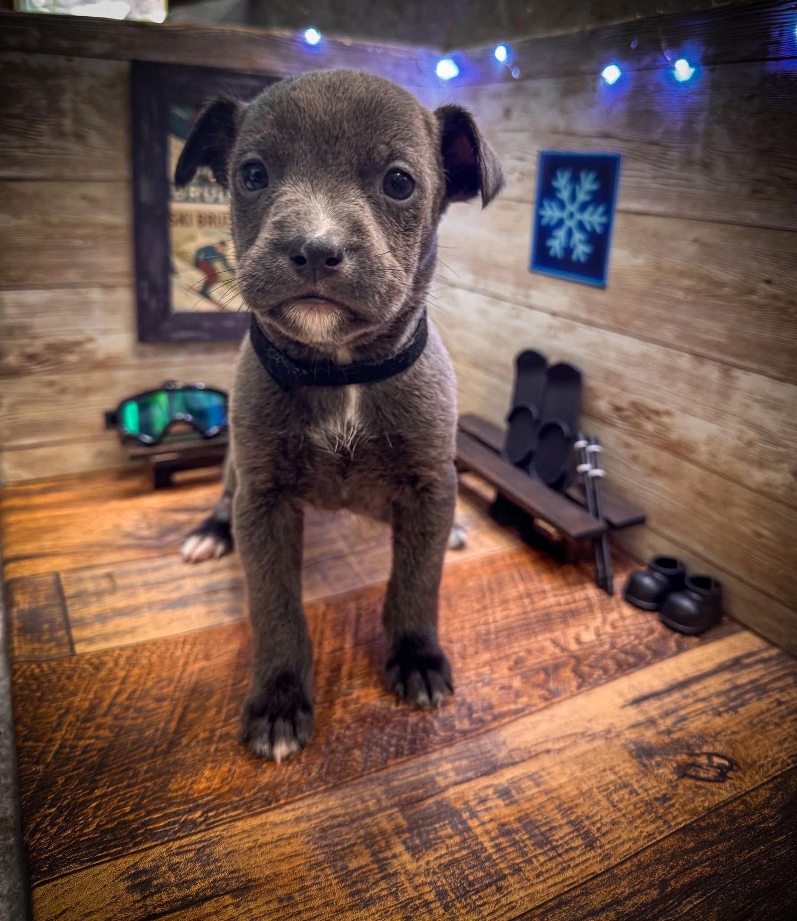 Brule, a Adoptable Terrier in New London, WI image 2/3