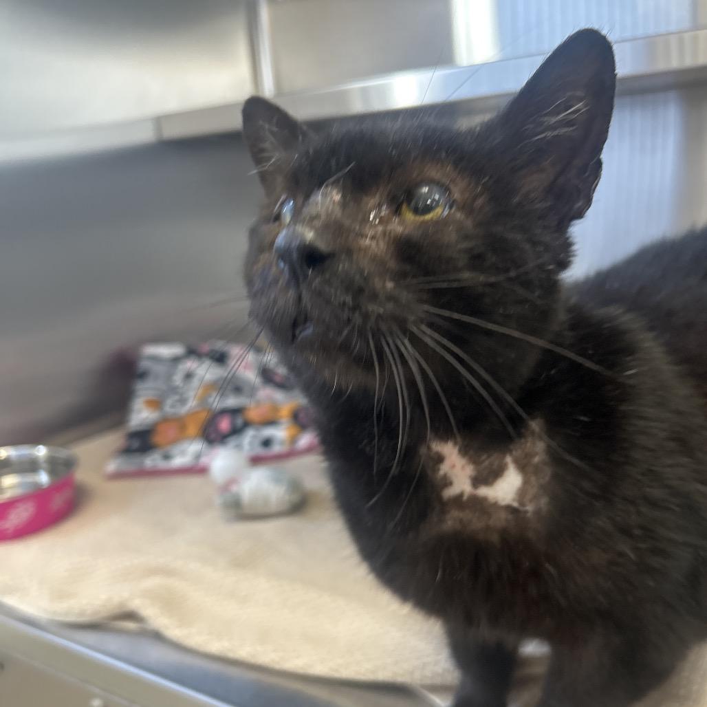 Bear, Adoptable, Adult Male Domestic Short Hair.