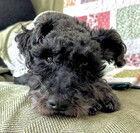 Reggie (GA), a Adoptable mixed breed in Fremont, CA image 1/2