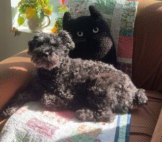 Reggie (GA), a Adoptable mixed breed in Fremont, CA image 2/2