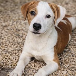 Winks, adopted, Puppy Female Labrador Retriever & Hound.