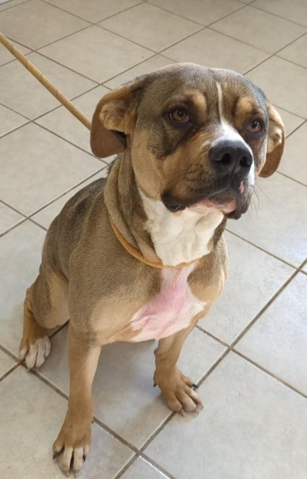 Enlarge Carrie, a Adoptable mixed breed in Osage Beach, MO image 1/4