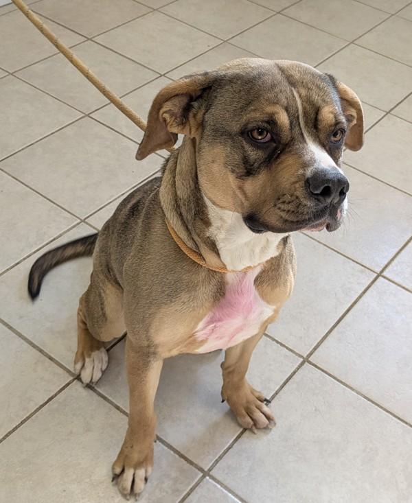 Enlarge Carrie, a Adoptable mixed breed in Osage Beach, MO image 2/4