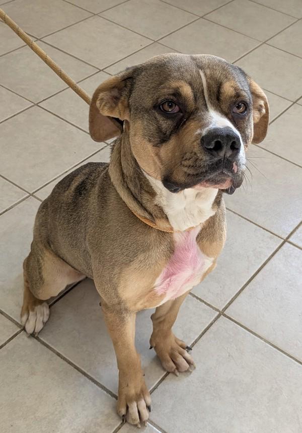 Enlarge Carrie, a Adoptable mixed breed in Osage Beach, MO image 3/4