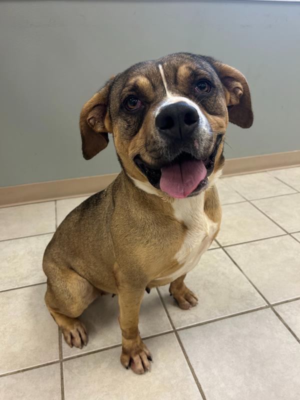 Enlarge Carrie, a Adoptable mixed breed in Osage Beach, MO image 4/4