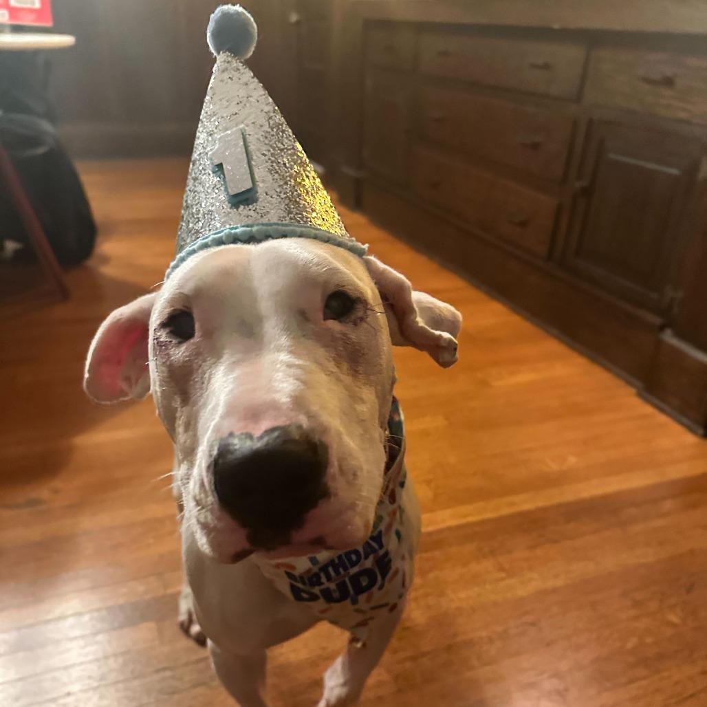 Opus, a Adoptable Dogo Argentino in Los Angeles, CA image 2/6