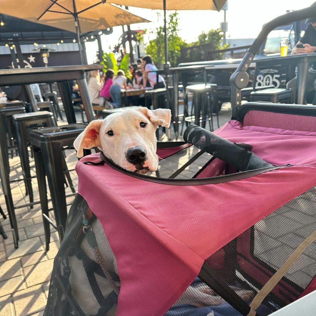 Opus, a Adoptable Dogo Argentino in Los Angeles, CA image 3/6