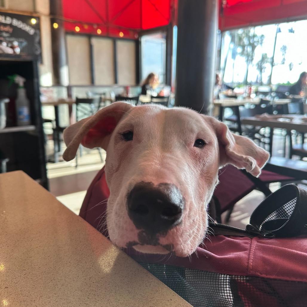Opus, a Adoptable Dogo Argentino in Los Angeles, CA image 4/6