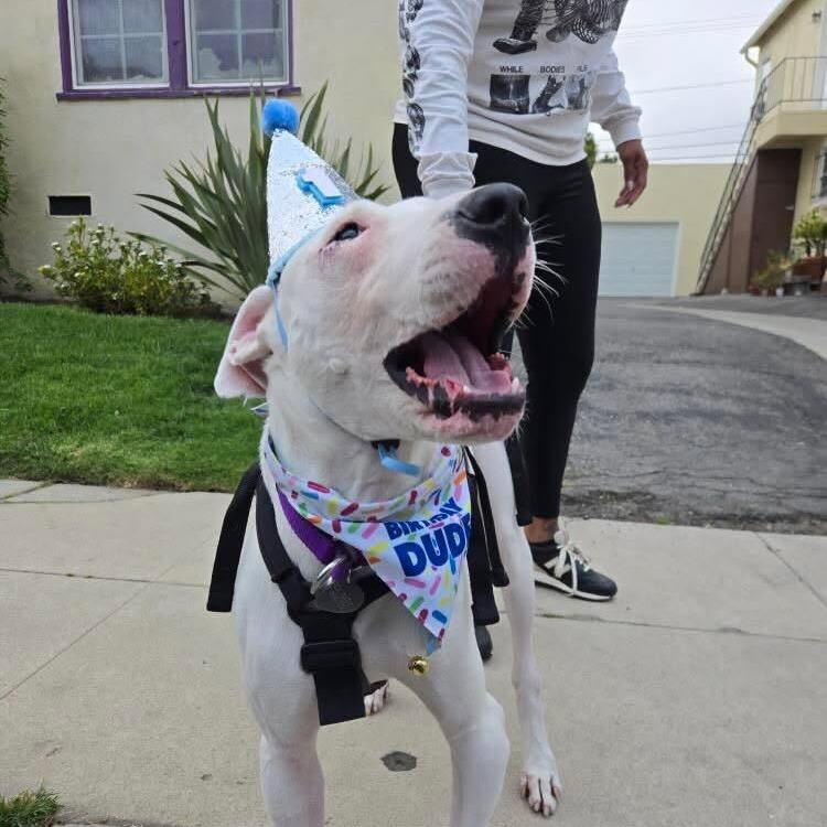 Opus, a Adoptable Dogo Argentino in Los Angeles, CA image 5/6