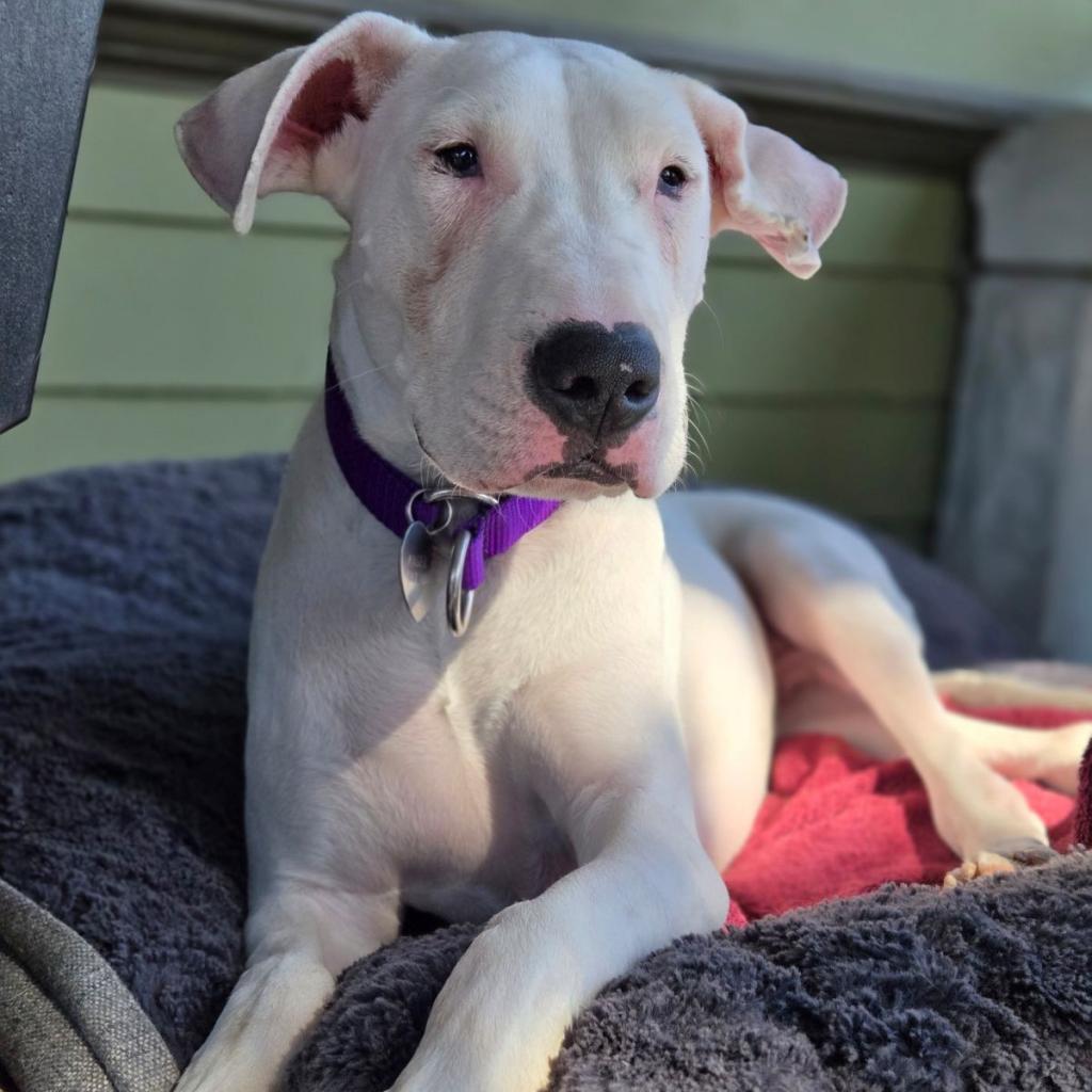 Opus, a Adoptable Dogo Argentino in Los Angeles, CA image 6/6