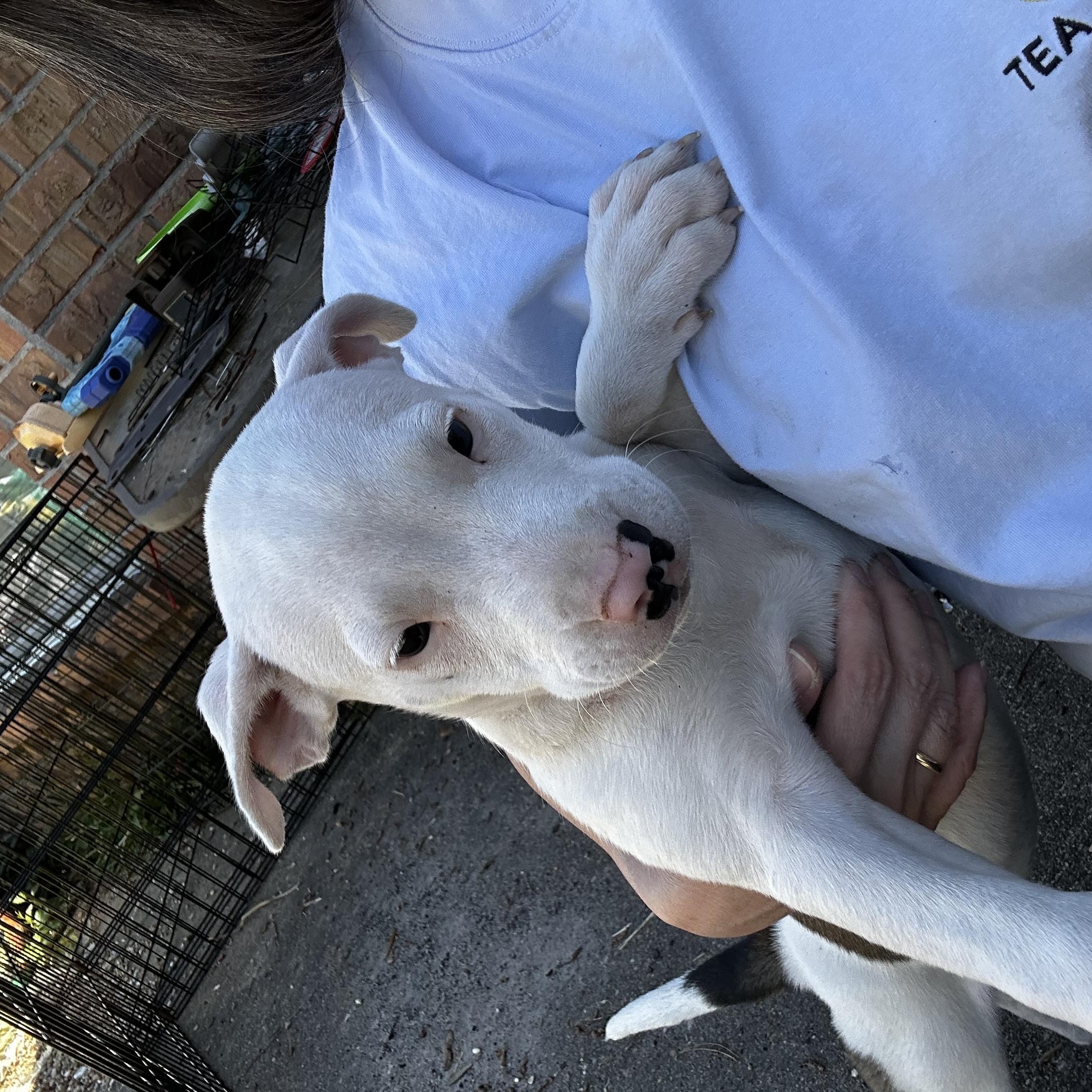 Enlarge Eden, an adopted mixed breed in Grove city, OH image 3/5