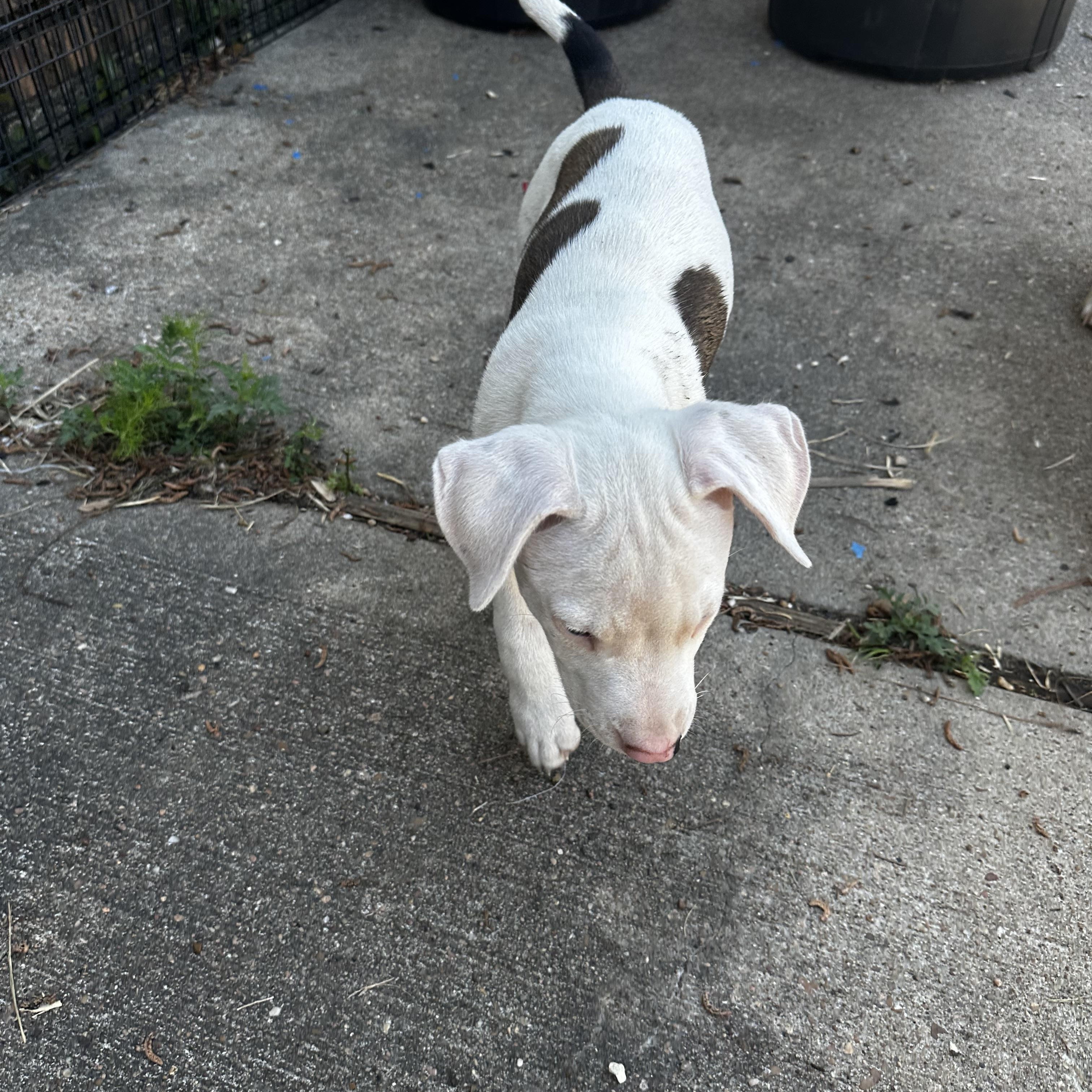 Enlarge Eden, an adopted mixed breed in Grove city, OH image 5/5