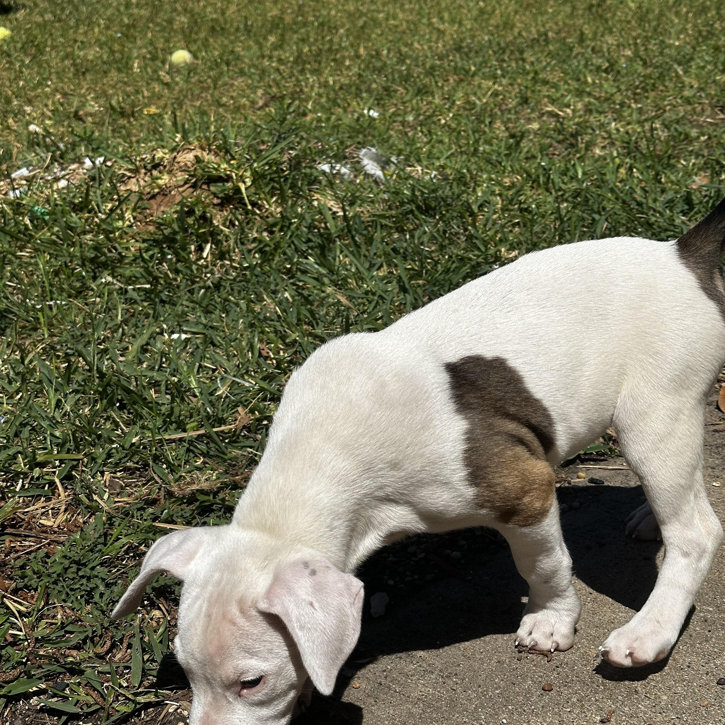 Enlarge Eden, an adopted mixed breed in Grove city, OH image 4/5