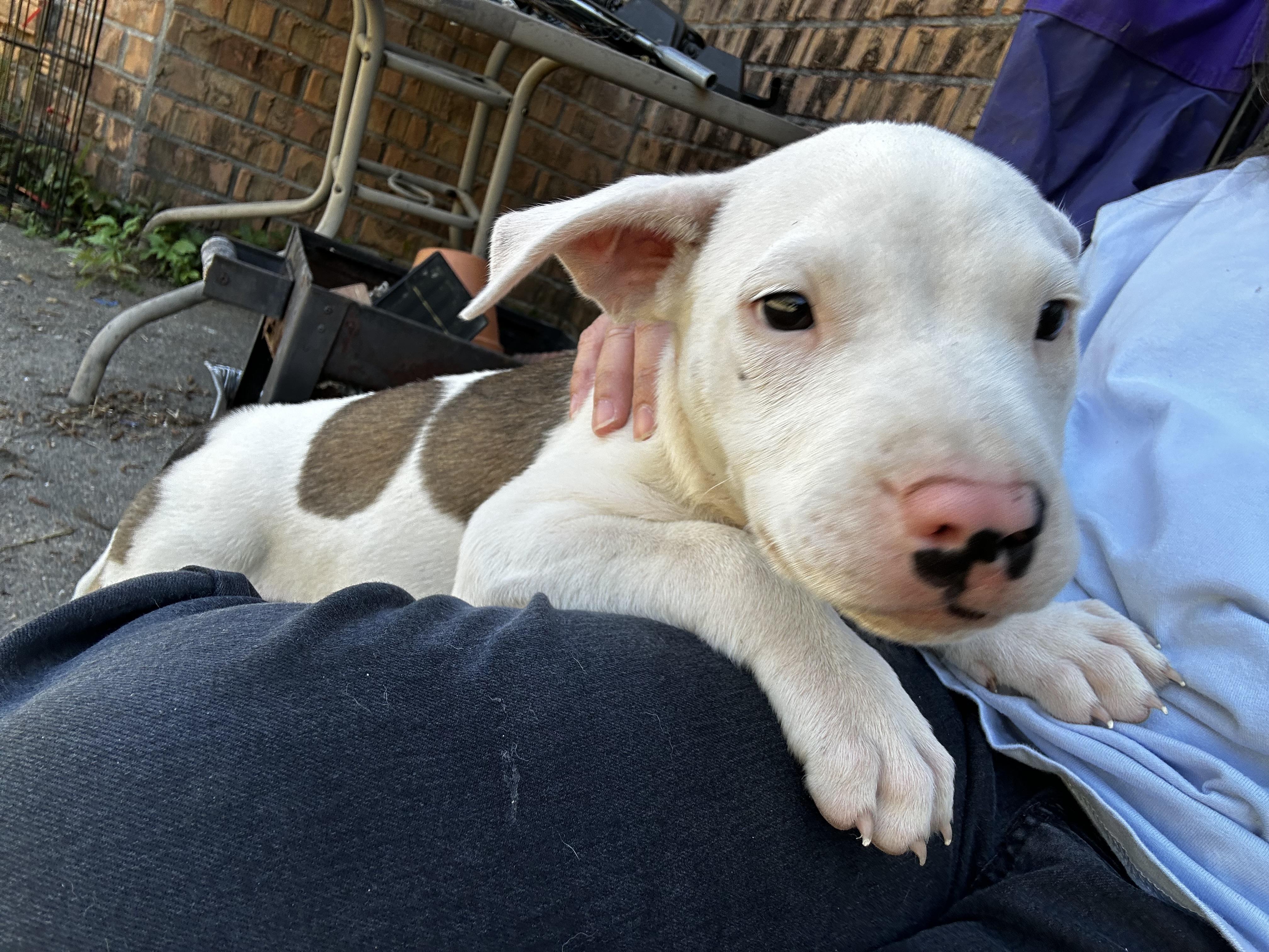 Enlarge Eden, an adopted mixed breed in Grove city, OH image 1/5